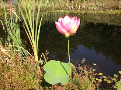 Lotosblume im Schwimmteich